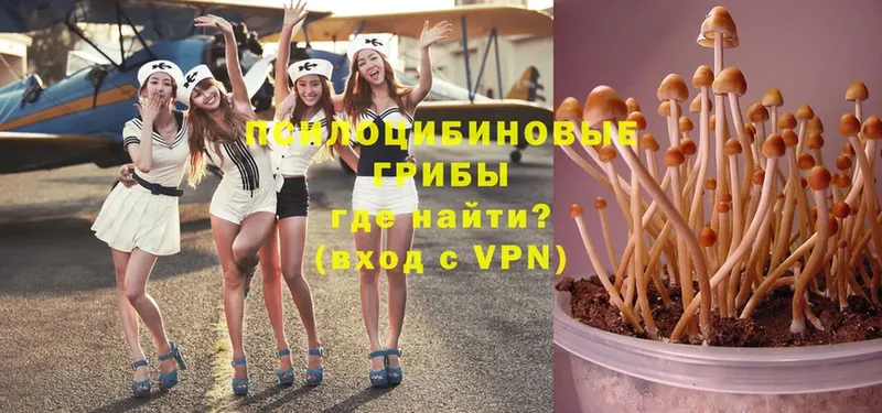 Псилоцибиновые грибы Magic Shrooms  блэк спрут ССЫЛКА  Катав-Ивановск 